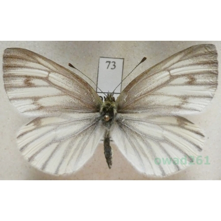 Pieris bryoniae (Hübner, 1806) female Bielinek bryonie Slovakia73